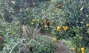 Imagem 5: Área de terra bairro Pinhal Alto, Nova Petrópolis.RS REF: 436