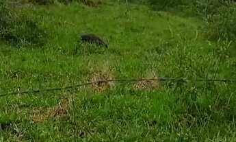 Imagem 2: Área rural 20.000m2