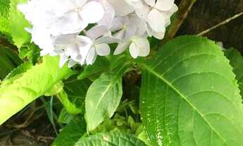 Imagem 7: Alugo casa de alto padrão em condomínio fechado, em Luís Eduardo Magalhães - BA