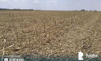 Imagem 4: Fazenda com 4.602,69 hectares e alto potencial para agricultura na região de Goianorte - T