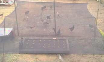 Imagem 4: Lote murado com 200 m2 no Bairro Colonial