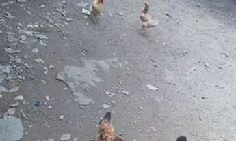 Imagem 3: Casa a venda no município de autazes