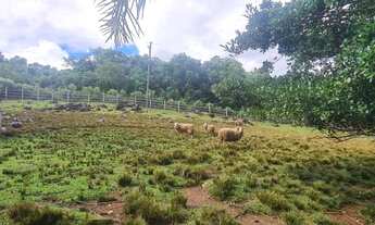 Imagem 7: Fazenda/Sítio/Chácara para venda tem 10000 metros quadrados com 3 quartos