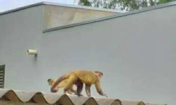 Imagem: Vende-se ou troca por casa em Rochedinho