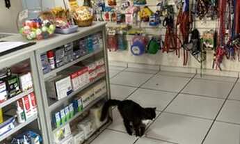 Imagem 5: Clínica veterinária e pet Shop