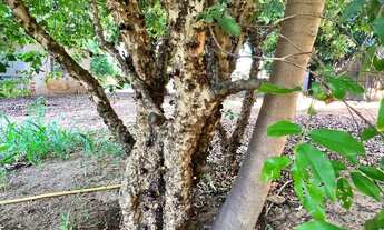 Imagem 6: Rancho / Casa em Panorama-SP próximo ao Rio
