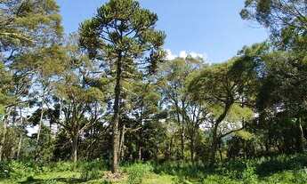 Imagem 4: Sítio em Urubici/ chácara em Urubici