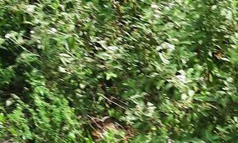 Imagem 7: Vendo fazenda em Nazaré das farinha