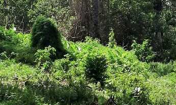 Imagem 4: Vendo fazenda em Nazaré das farinha