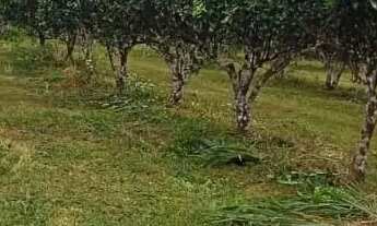 Imagem 3: Fazenda 2.500 X 2.600 na AM 010 km 164 9.000.000