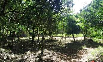 Imagem: Sítio / Chácara para Venda em Nova Petrópolis