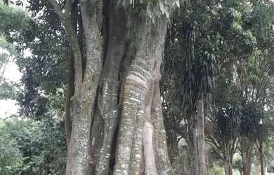 Imagem 7: Sítio em Município de Angatuba - Nunes - Angatuba/SP