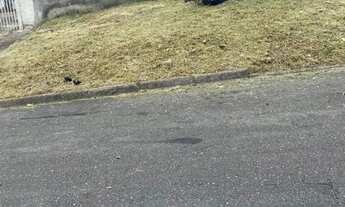 Imagem 3: Terreno plano documento todo ok 10x50 500m2 bairro alto