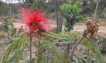 Imagem 5: 1.000 metros ideal para seu Sítio39 Mil