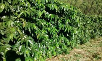 Imagem: Sítio lindo perto da BR 262