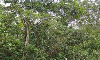 Imagem 4: Chácara de 58ha em Acorizal 360m Beira Rio Cuiabá (Estr. Acorizal - Baús