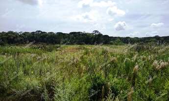 Imagem 4: Excelente Chácara Sem benfeitorias