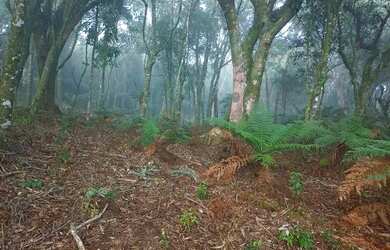 Imagem 5: Sítio 9 hectares com vísta panorâmica próximo de Gramado