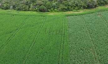 Imagem 4: Fazenda à venda, 1400ha, Nova Mutum, - MT