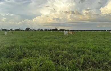 Imagem 3: Excelente Fazenda a Venda - Aruanã - GO