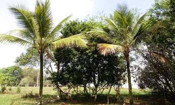 Imagem 6: Sítio em Artur Nogueira 42.200m2