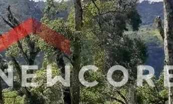 Imagem 4: Lote em Rua dos Pessegueiros - Campo do Meio - São Francisco de Paula/RS