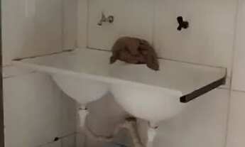 Imagem 7: Casa na Anhanguera C, 2 quartos, 1 banheiro, área gourmet c) garagem 1 carro em condomínio