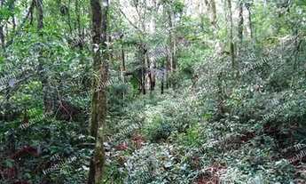 Imagem 6: Excelente Chácara Sem benfeitorias