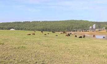 Imagem 3: FAZENDA TOP PRODUTIVA, DIRETO COM O PROPRIETÁRIO, ÓTIMO INVESTIMENTO!!!