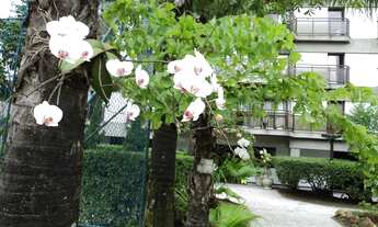 Imagem 7: Jardim Marajoara