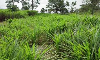 Imagem: Chácara com 4 hectare