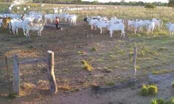 Imagem 2: Fazenda 125 alqueires 72 km de Palmas