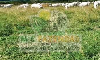 Imagem 3: Fazenda em Jeremoabo