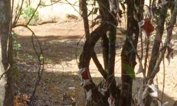 Imagem 7: Vende-se chácara