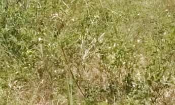 Imagem 2: Imóvel para venda possui 105 metros quadrados em Cajazeiras - Fortaleza - CE