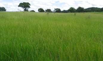 Imagem 2: Fazenda Amorinopolis