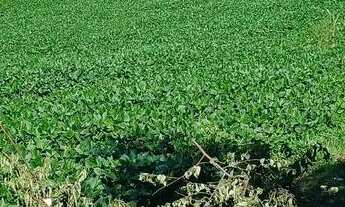 Imagem: Vendo linda chácara