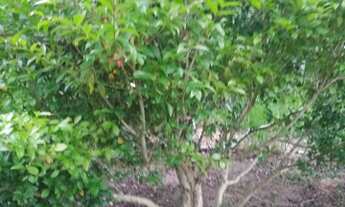 Imagem 6: Fazenda/Sítio/Chácara para venda tem 4200 metros quadrados em Boa Vista - Igaratá - SP