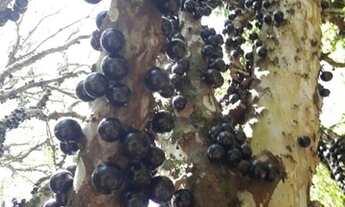 Imagem 2: Sítio com 3 dormitórios à venda, 3918 m² por R$ 500.000 - Zona Rural - Paraibuna/SP - SI00