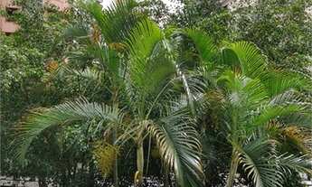 Imagem: Impecável apartamento no alto de Santana