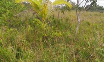 Imagem 3: Fazenda/sitio 200 hectares Pracuuba-AP