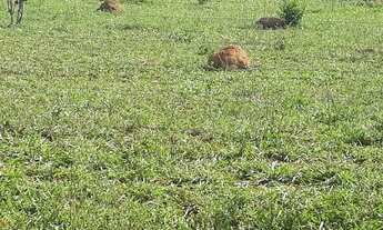 Imagem 4: Fazenda de 125 alqueires em Bom Jardim de Goias-Go