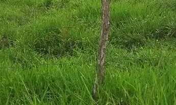 Imagem 7: Vendo terreno, facilito pagamento