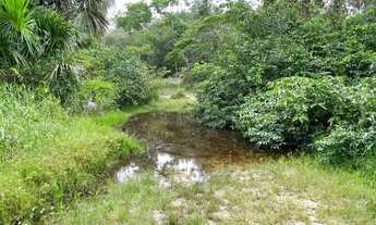 Imagem 4: Fazenda 200 hectares na AM 010 km 195 2.500.000