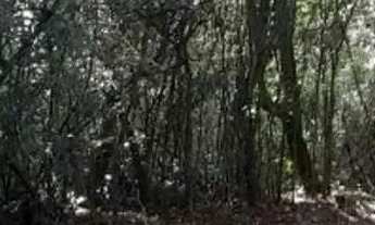 Imagem 3: Sítio em Bairro dos Mineiros - Bairro dos Mineiros - Angatuba/SP