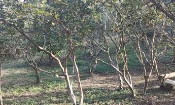 Imagem 4: Chácaras Sul de Minas, em Maria da Fé