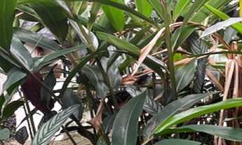 Imagem 2: OPORTUNIDADE !!! CASA MOEMA 300 METROS 1.500.000,00