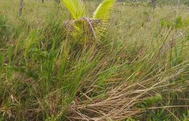 Imagem 4: Fazenda/sitio 200 hectares Pracuuba-AP