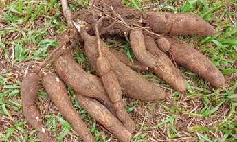 Imagem 6: Sitio em Pinhalão/PR