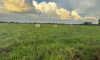Imagem 6: Excelente Fazenda a Venda - Aruanã - GO